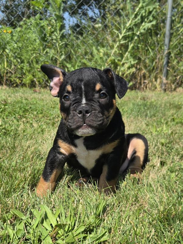 &quot;George&quot; Olde English Bulldog Puppy, Male