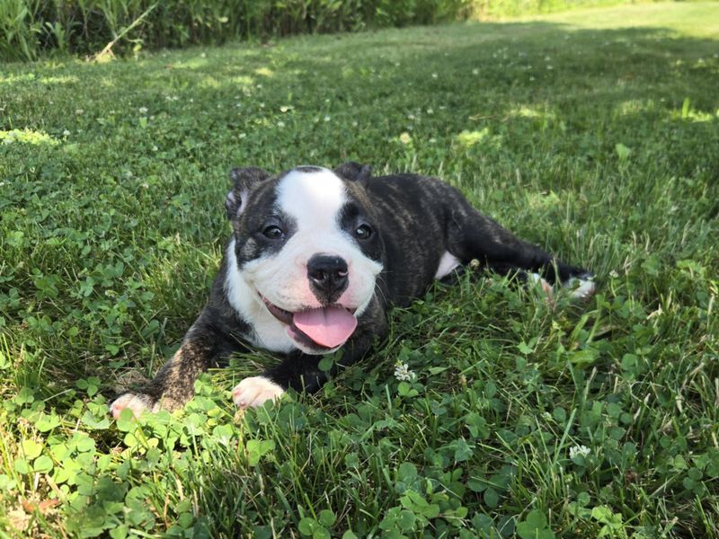 &quot;JP&quot; Olde English Bulldog Puppy, Female