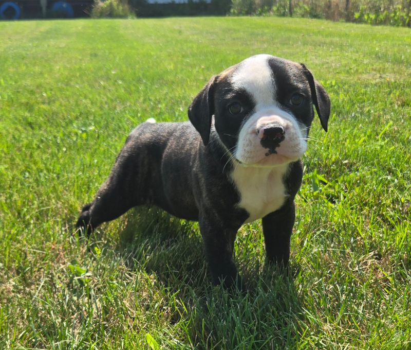 &quot;Matilda&quot; American Bulldog Puppy, Female