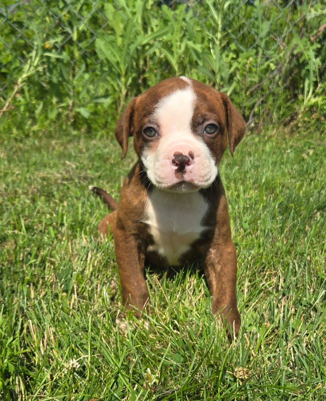&quot;Miss Honey&quot; American Bulldog Puppy, Female
