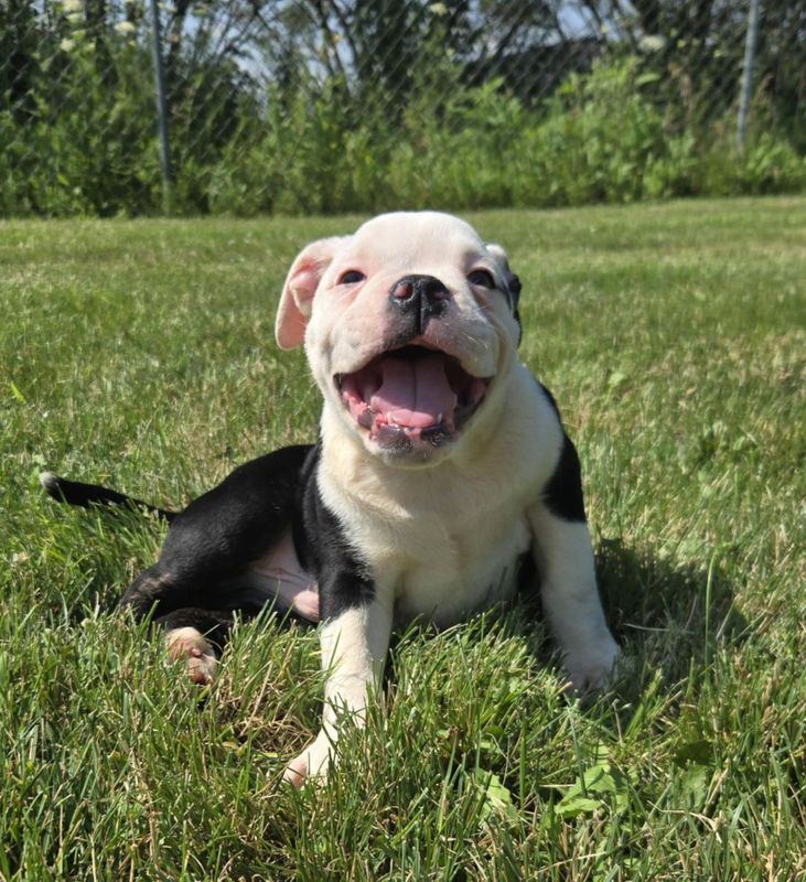 &quot;Roger&quot; Olde English Bulldog Puppy, Male