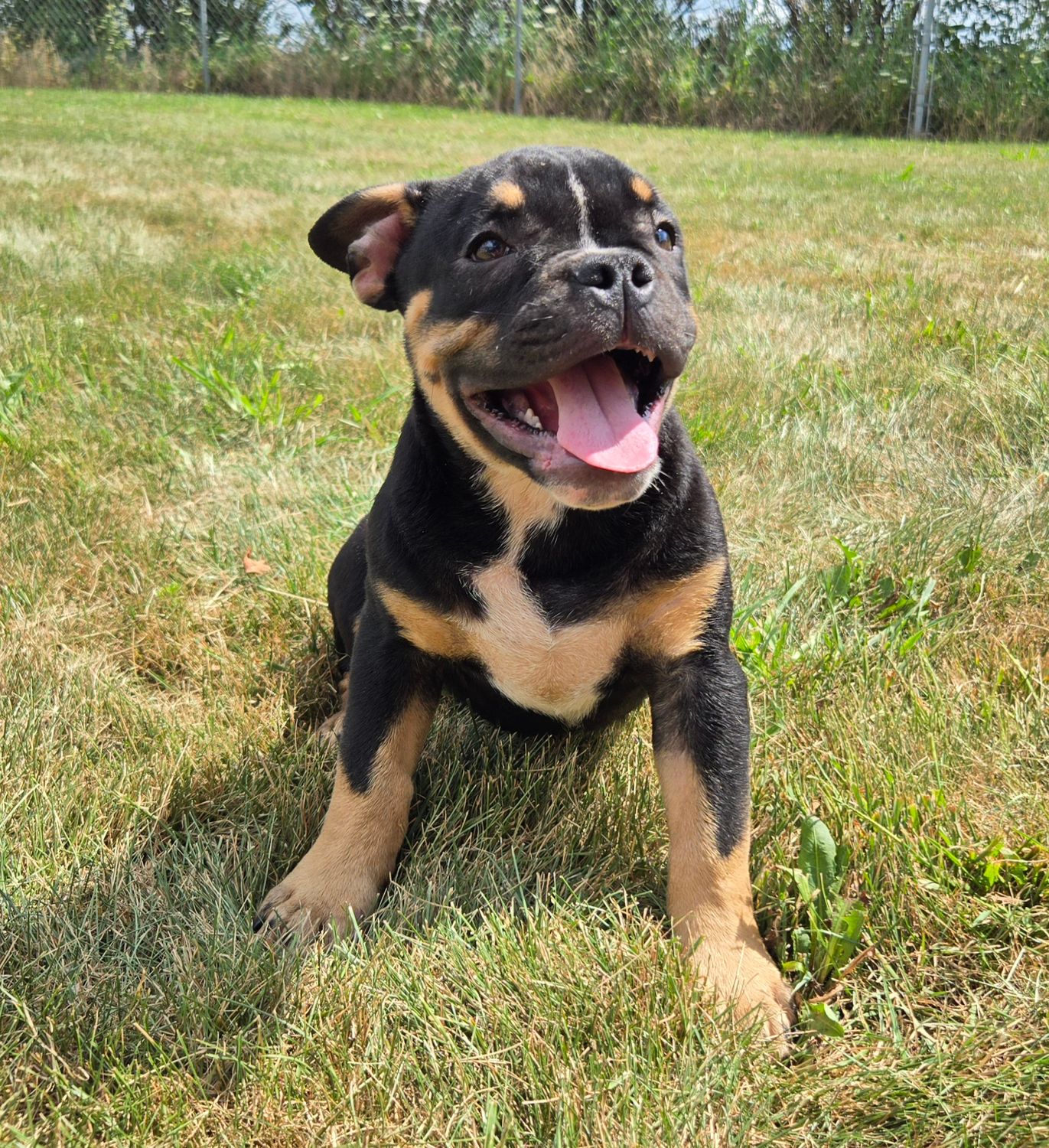 &quot;George&quot; Olde English Bulldog Puppy, Male