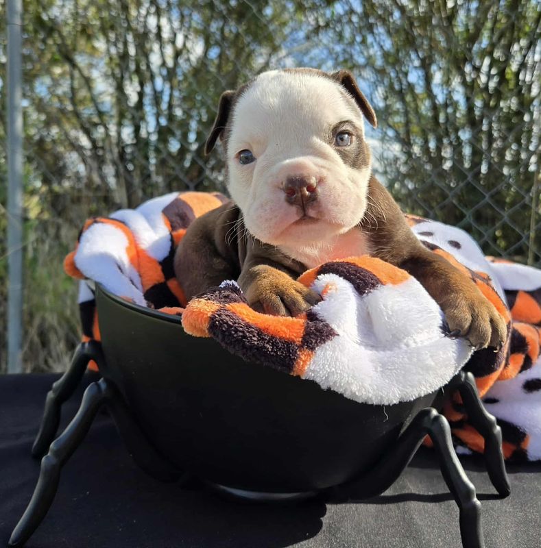 &quot;Jack&quot; Olde English Bulldog Puppy, Male