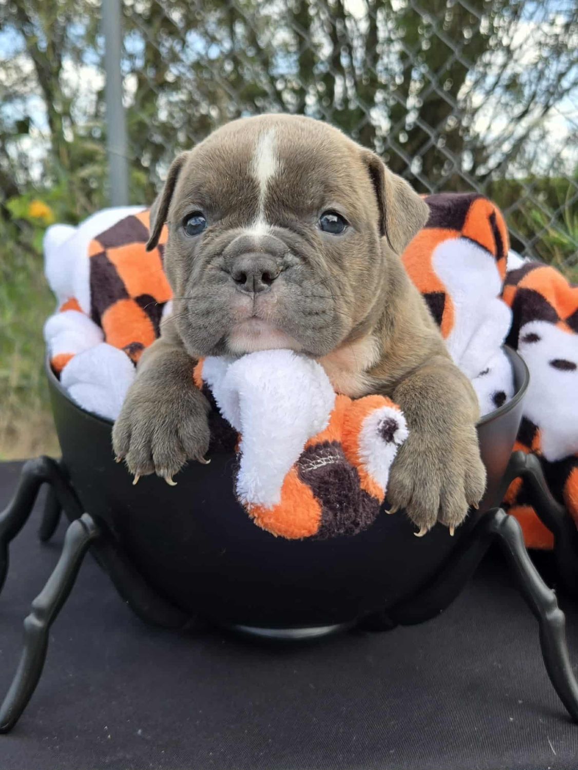 &quot;Boo&quot; Olde English Bulldog Puppy, Female