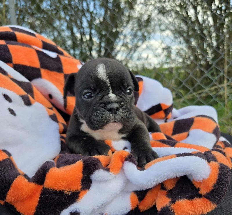 &quot;Spooky&quot; Olde English Bulldog Puppy, Female
