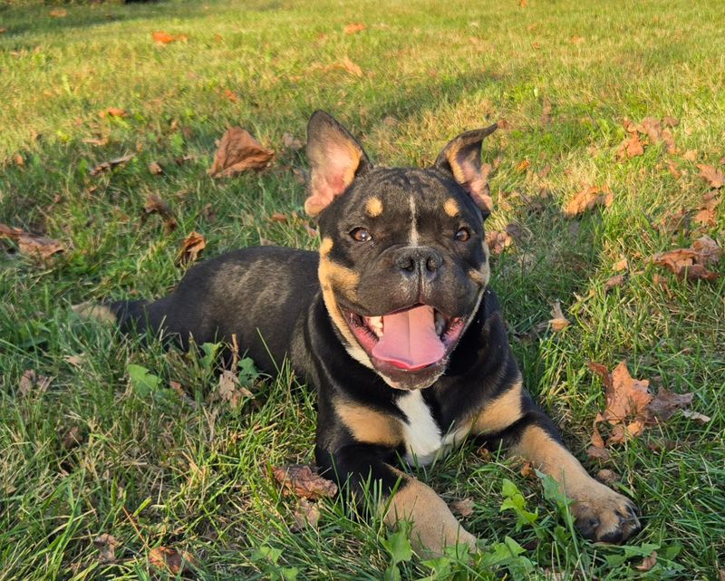 &quot;George&quot; Olde English Bulldog Puppy, Male