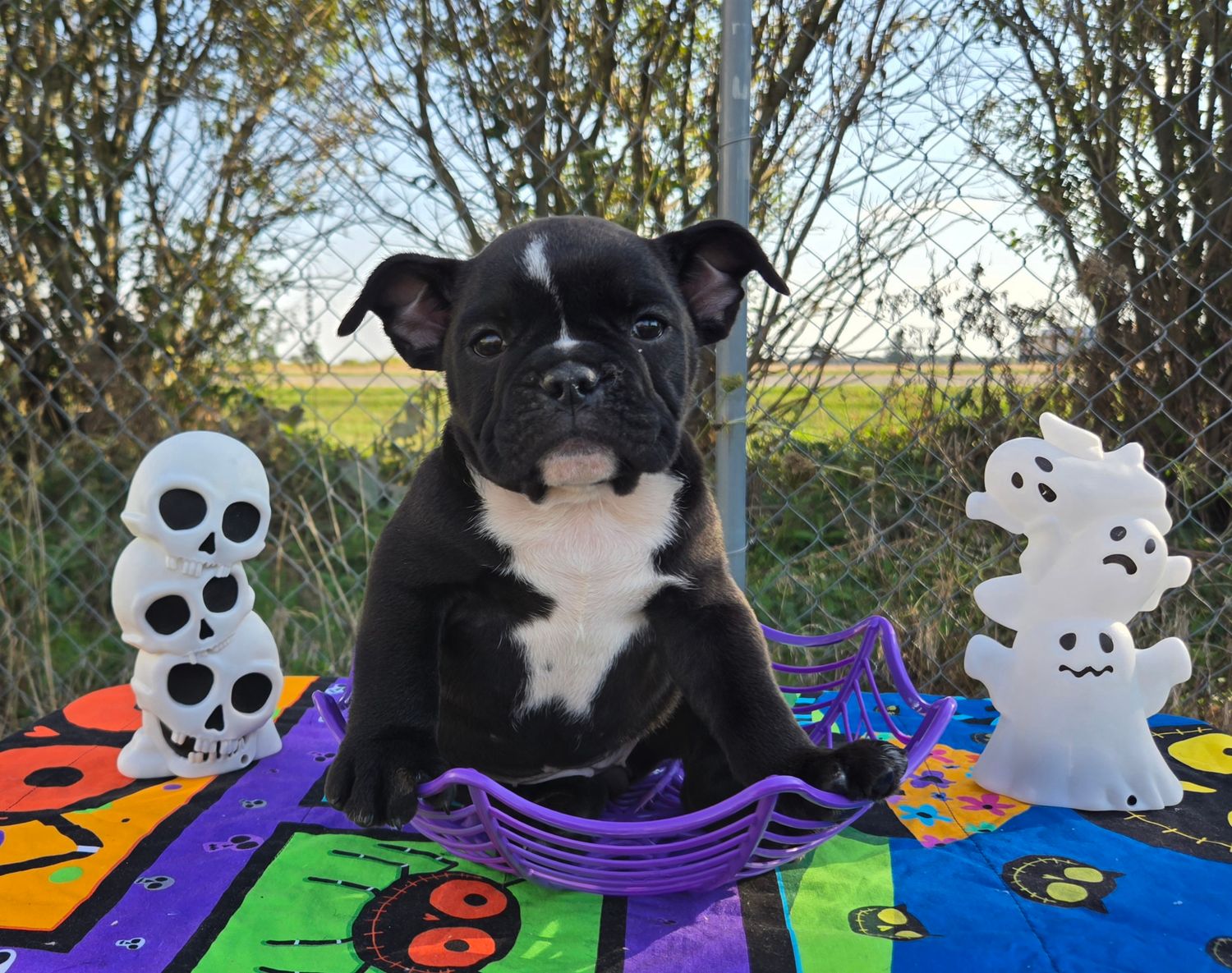 &quot;Spooky&quot; Olde English Bulldog Puppy, Female