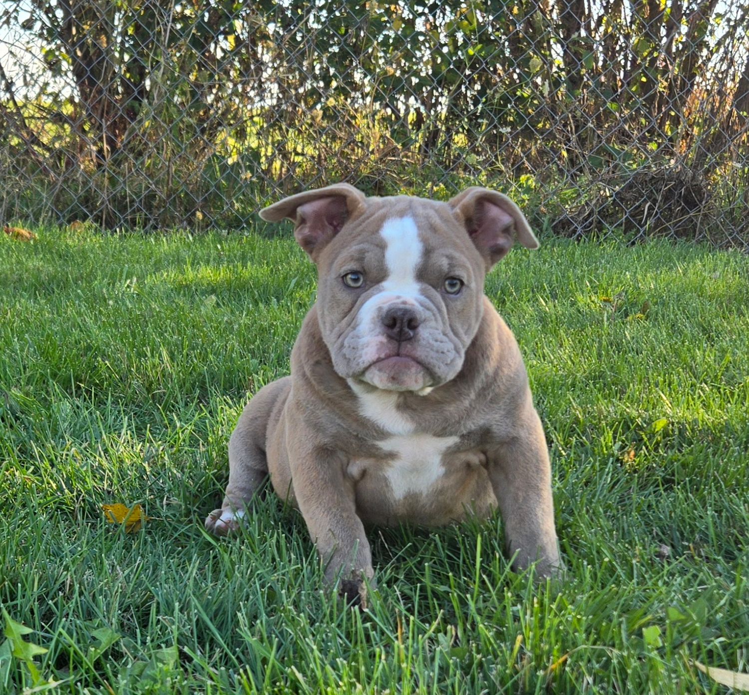 &quot;Pumpkin&quot; Olde English Bulldog Puppy, Female