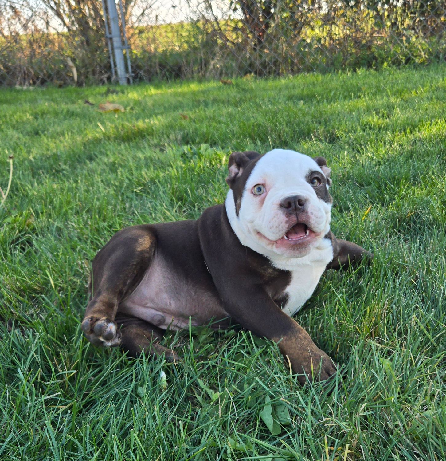 &quot;Jack&quot; Olde English Bulldog Puppy, Male