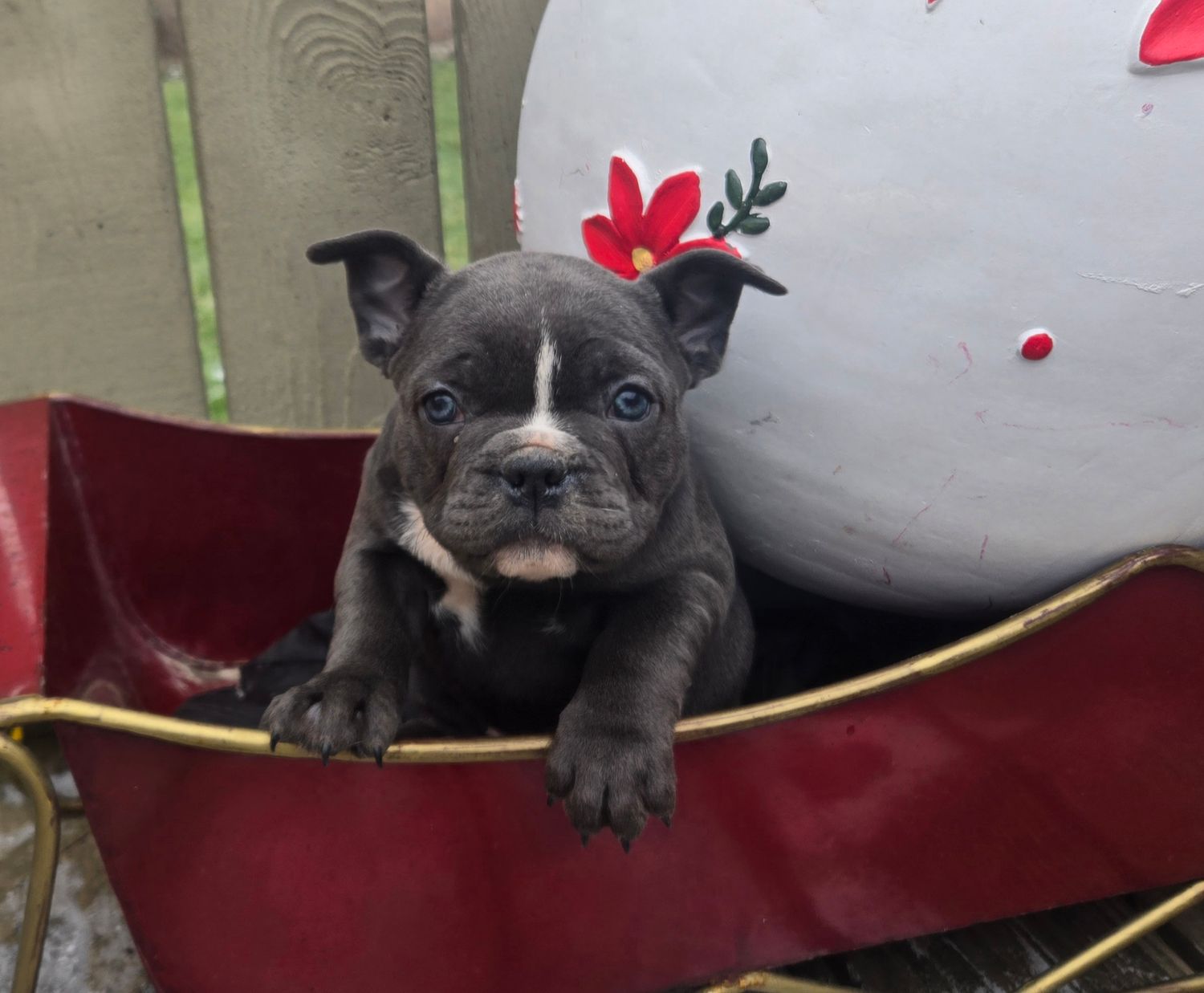 "Hope" Big Rope French Bulldog Puppy, Female
