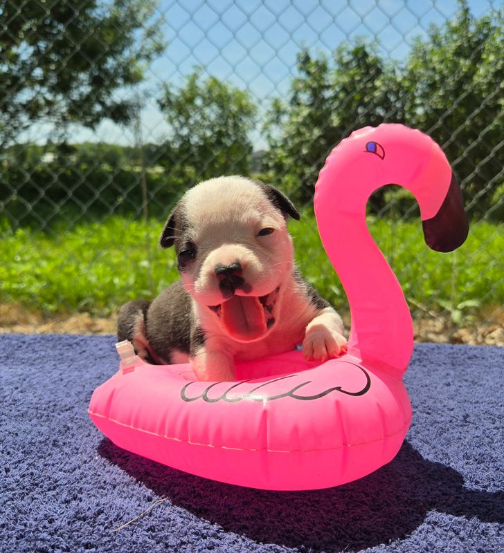 "BOPEEP" Olde English Bulldog Puppy, Female