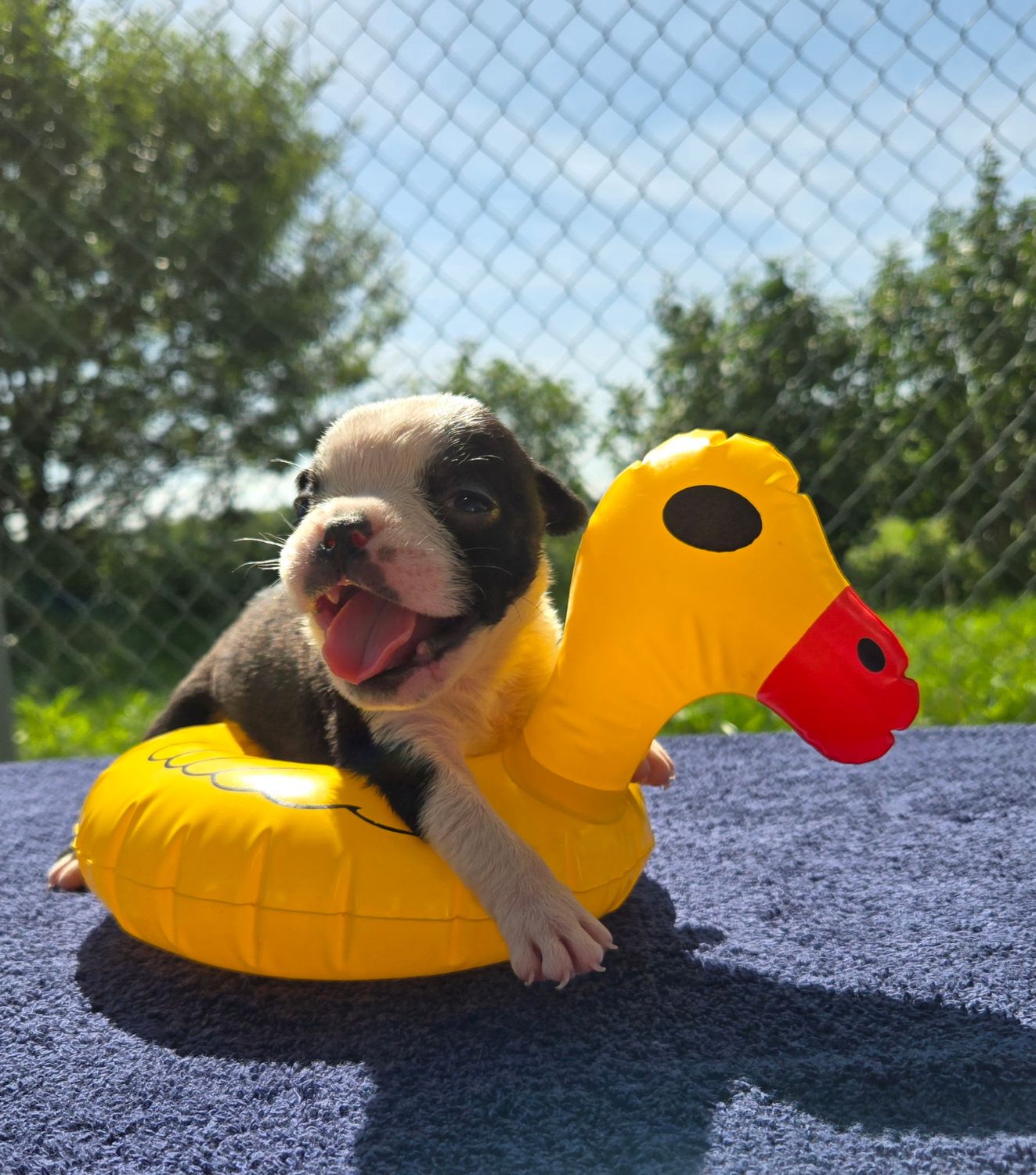 "FORKY" Olde English Bulldog Puppy, Male