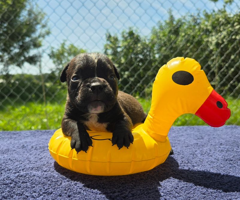 "BUZZ" Olde English Bulldog Puppy, Male