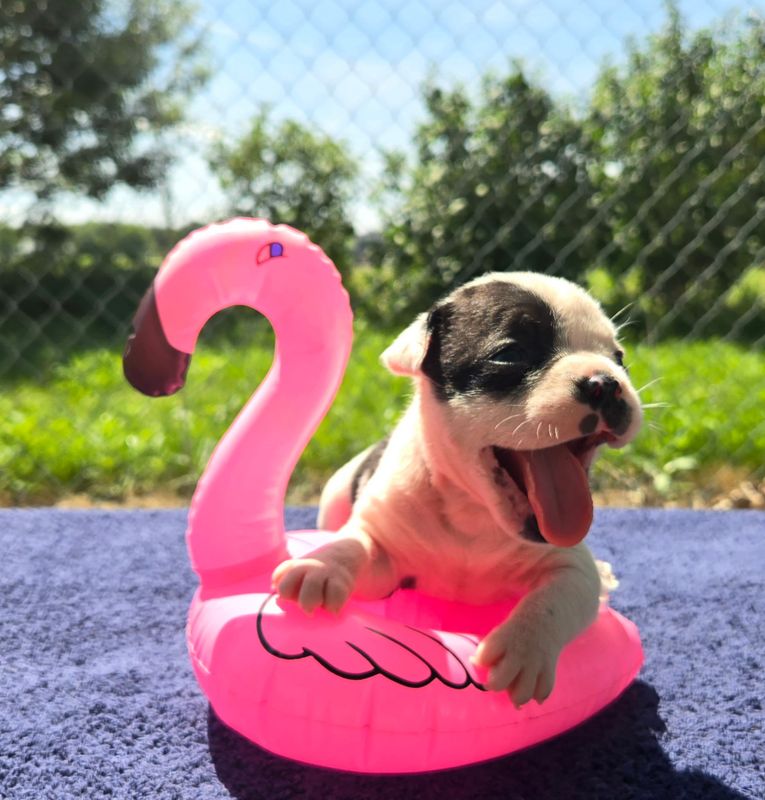 "BONNIE" Olde English Bulldog Puppy, Female