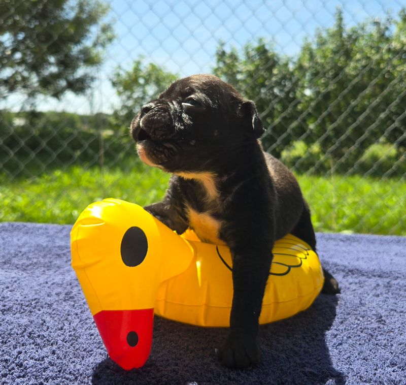 "WOODY" Olde English Bulldog Puppy, Male