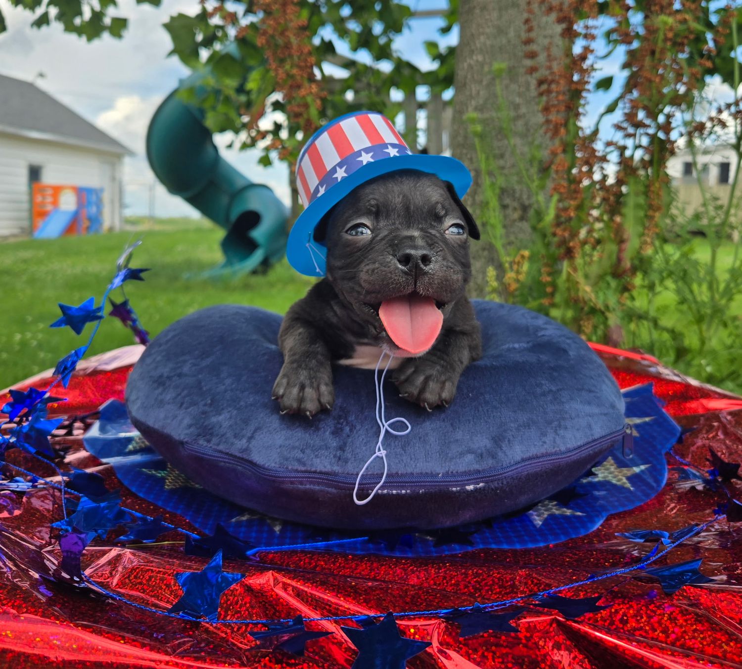 "WOODY" Olde English Bulldog Puppy, Male