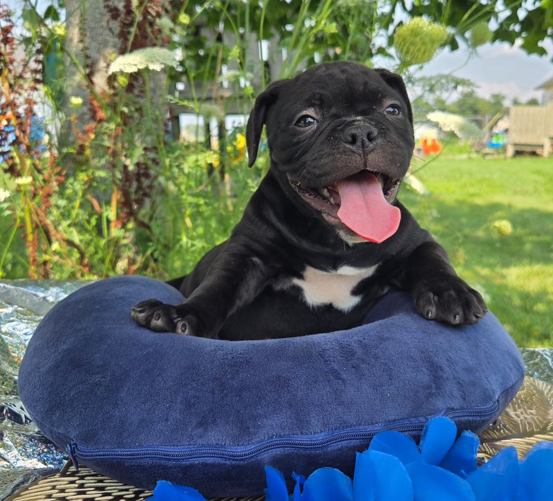"WOODY" Olde English Bulldog Puppy, Male
