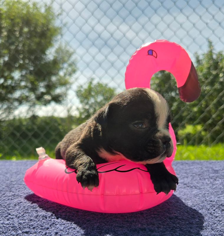 "JESSIE" Olde English Bulldog Puppy, Female