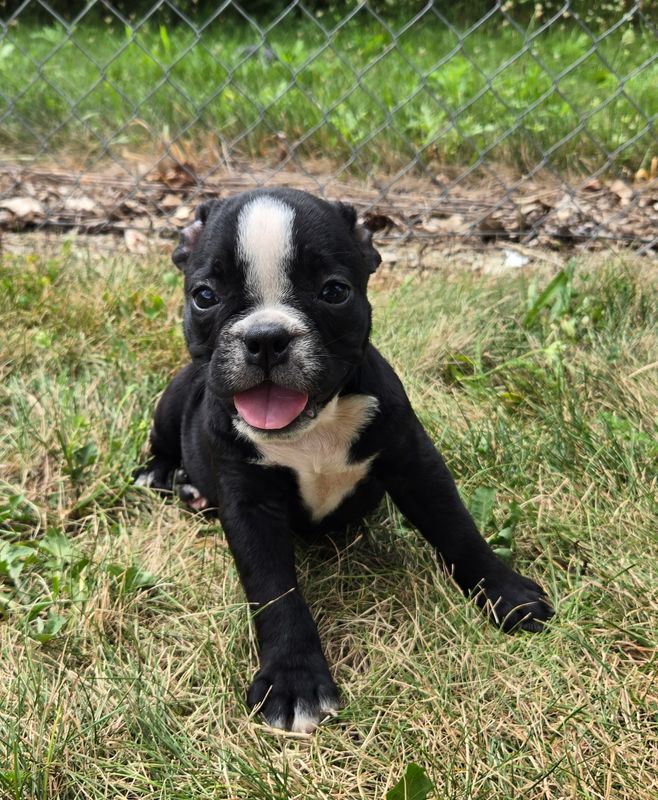 "JESSIE" Olde English Bulldog Puppy, Female