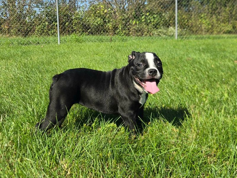 "JESSIE" Olde English Bulldog Puppy, Female