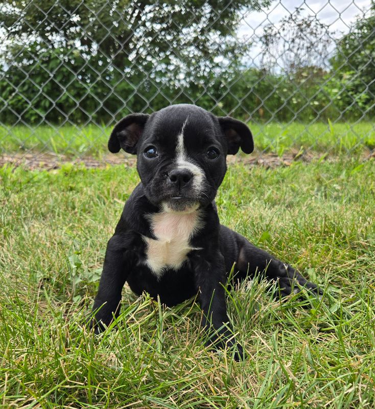 "TRIXIE" Olde English Bulldog Puppy, Female