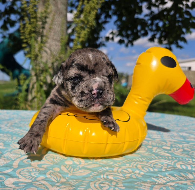 "" Olde English Bulldog Puppy, Male