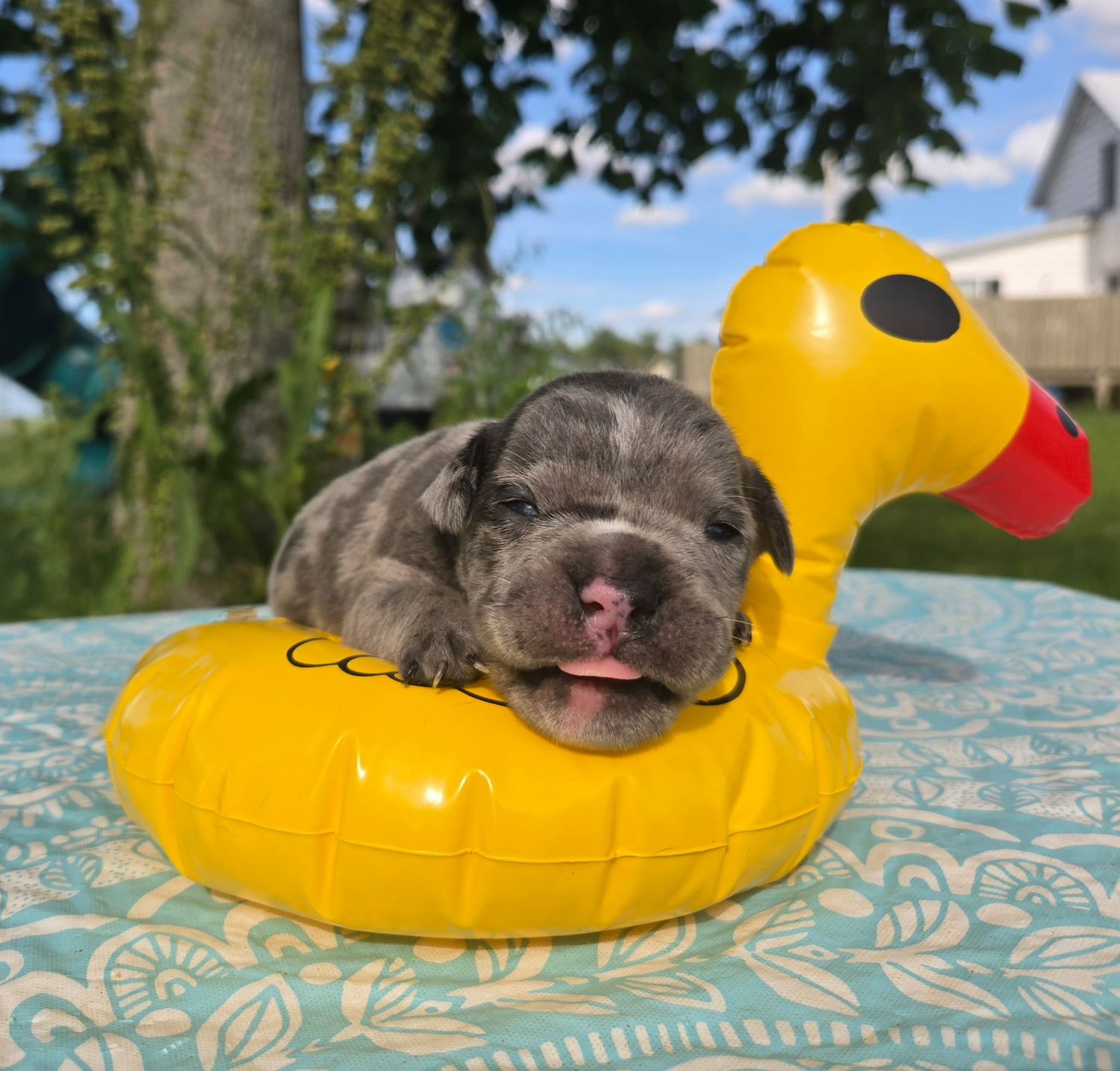 "Marshall" Olde English Bulldog Puppy, Male