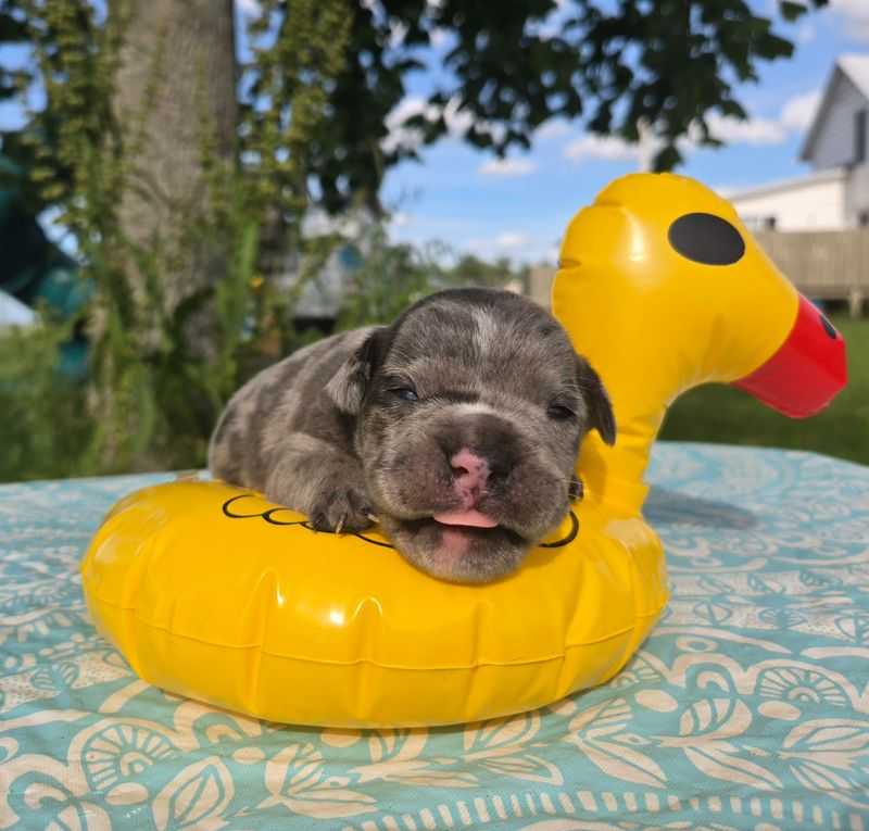 "" Olde English Bulldog Puppy, Male