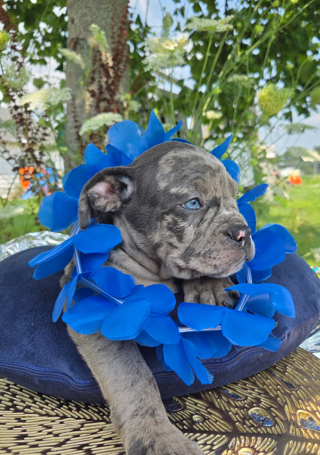 "Marshall" Olde English Bulldog Puppy, Male