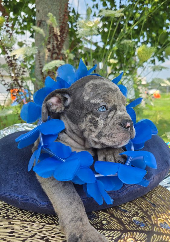 "Marshall" Olde English Bulldog Puppy, Male