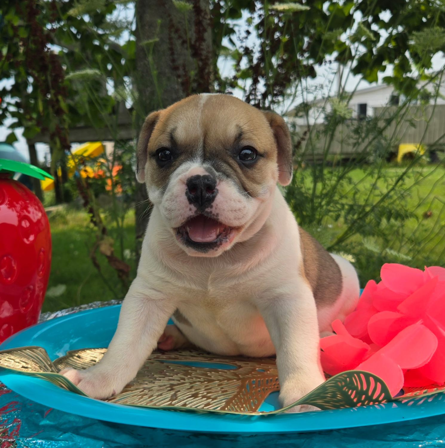"Irene" Olde English Bulldog Puppy, Female