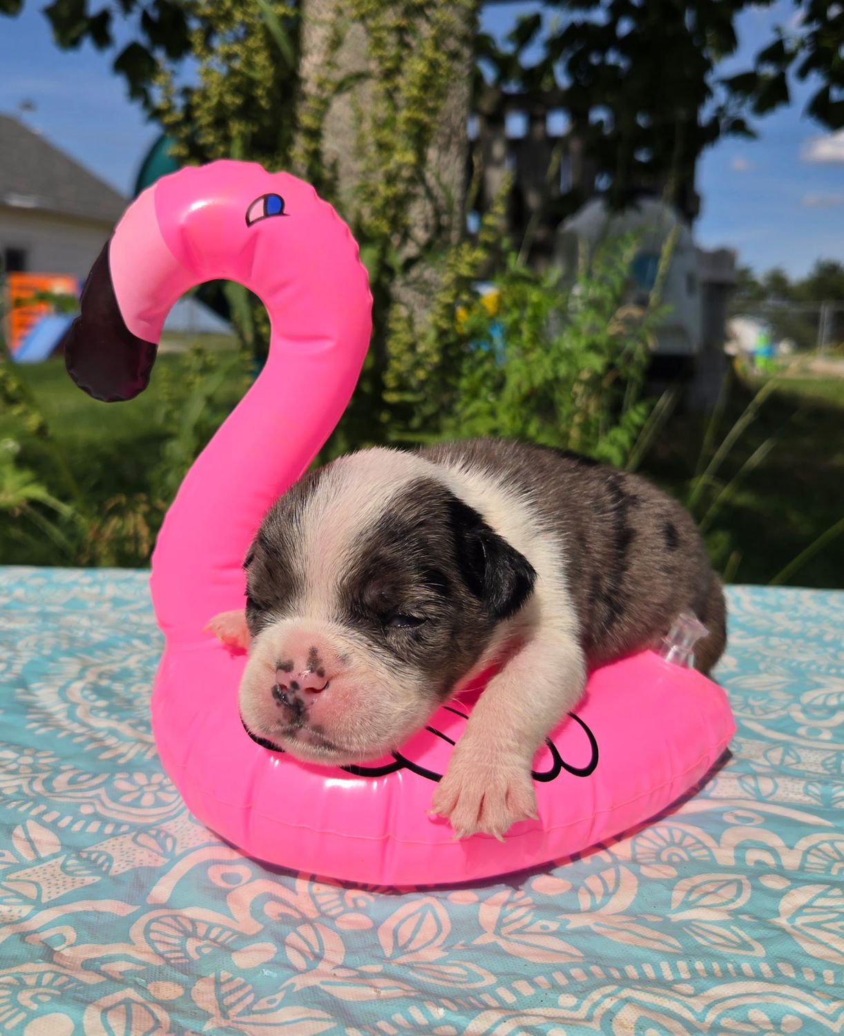 "Liberty" Olde English Bulldog Puppy, Female