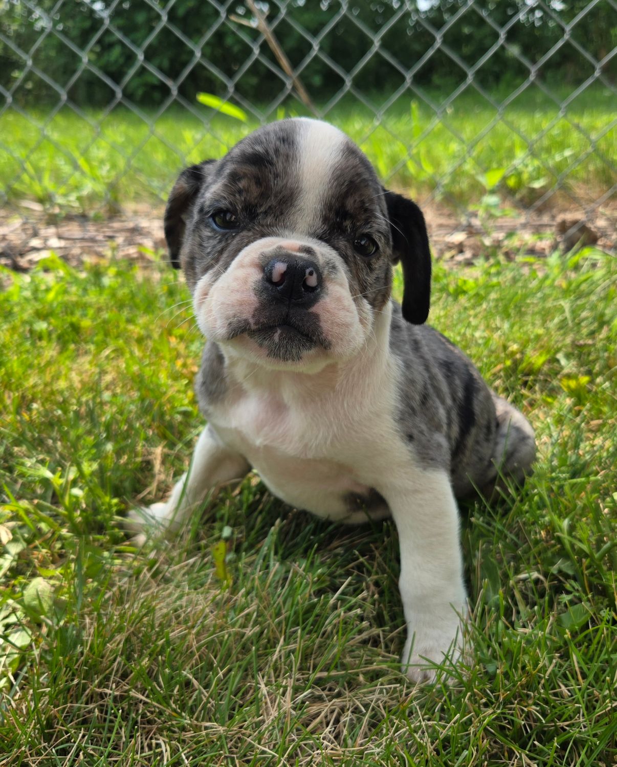 "Liberty" Olde English Bulldog Puppy, Female