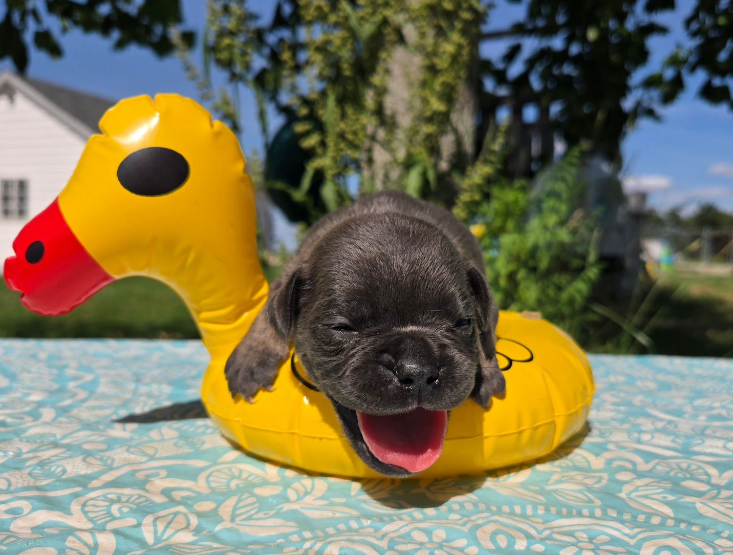 "Porter" Olde English Bulldog Puppy, Male