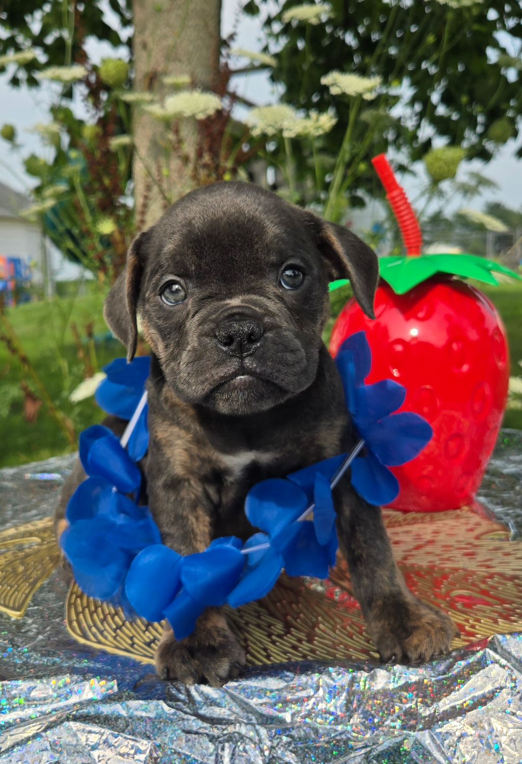 "Porter" Olde English Bulldog Puppy, Male