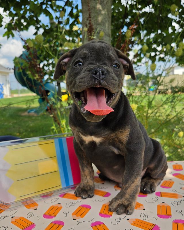 "Porter" Olde English Bulldog Puppy, Male