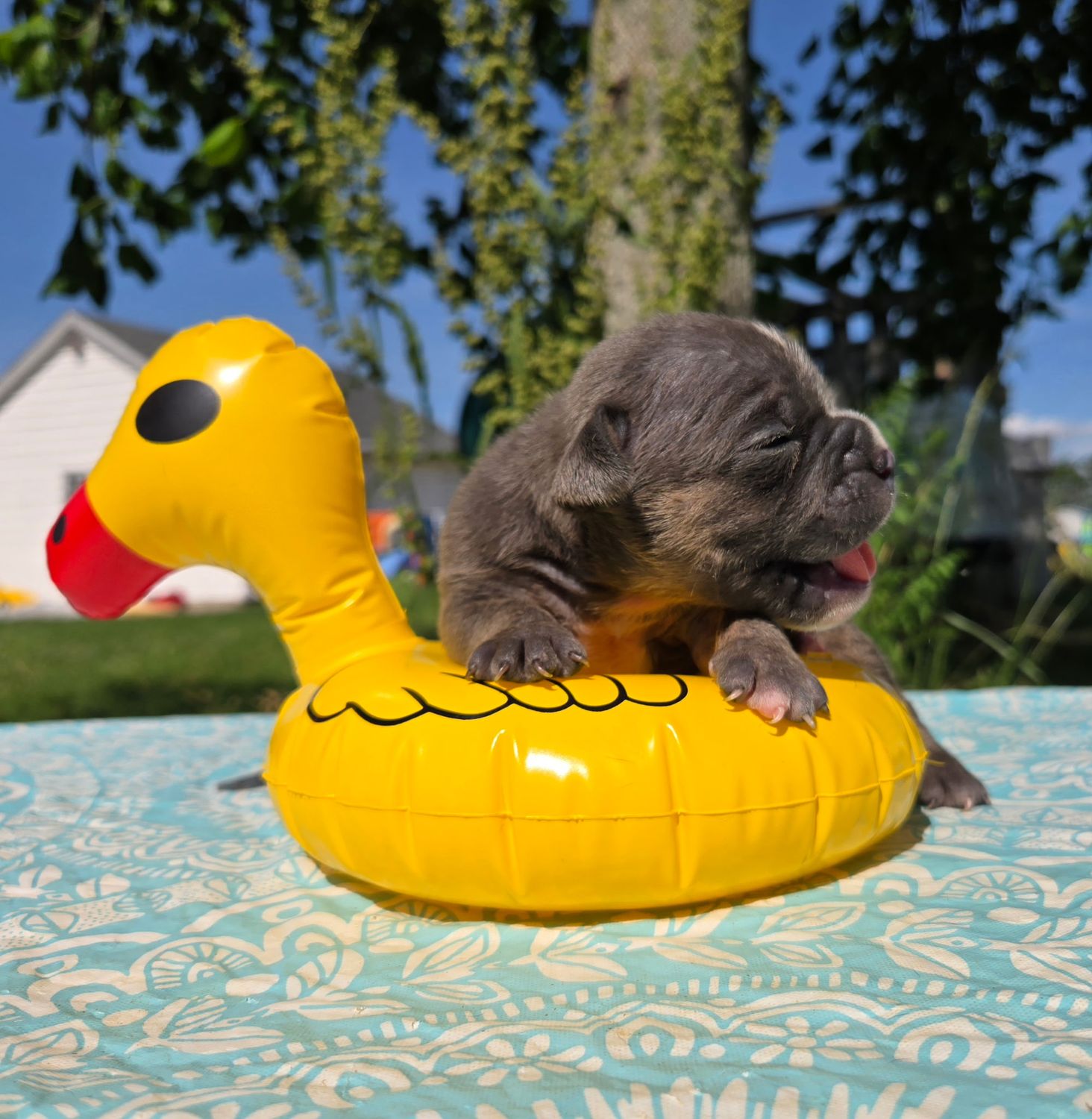 "Ryder" Olde English Bulldog Puppy, Male