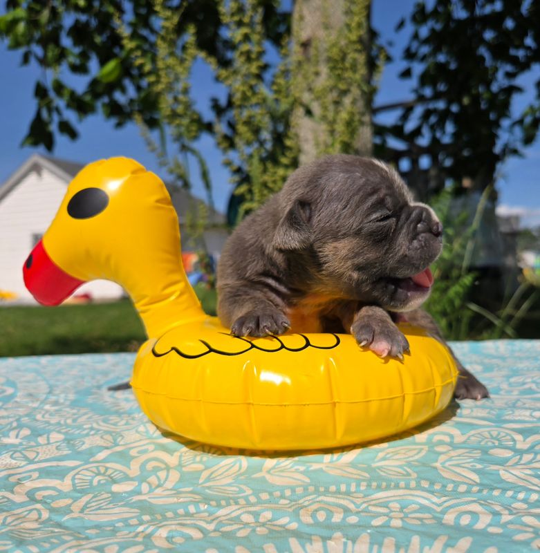 "" Olde English Bulldog Puppy, Male