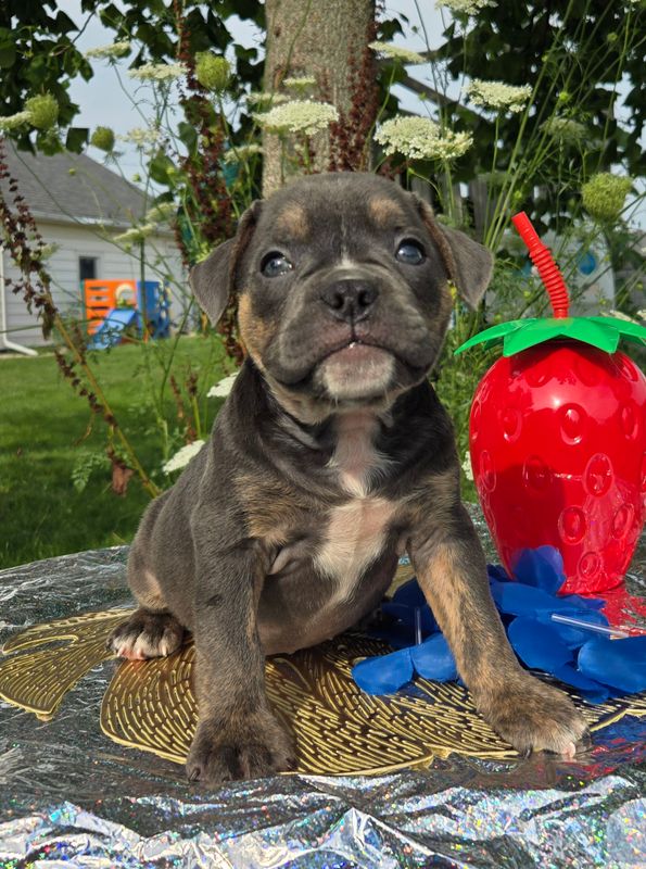 "Ryder" Olde English Bulldog Puppy, Male