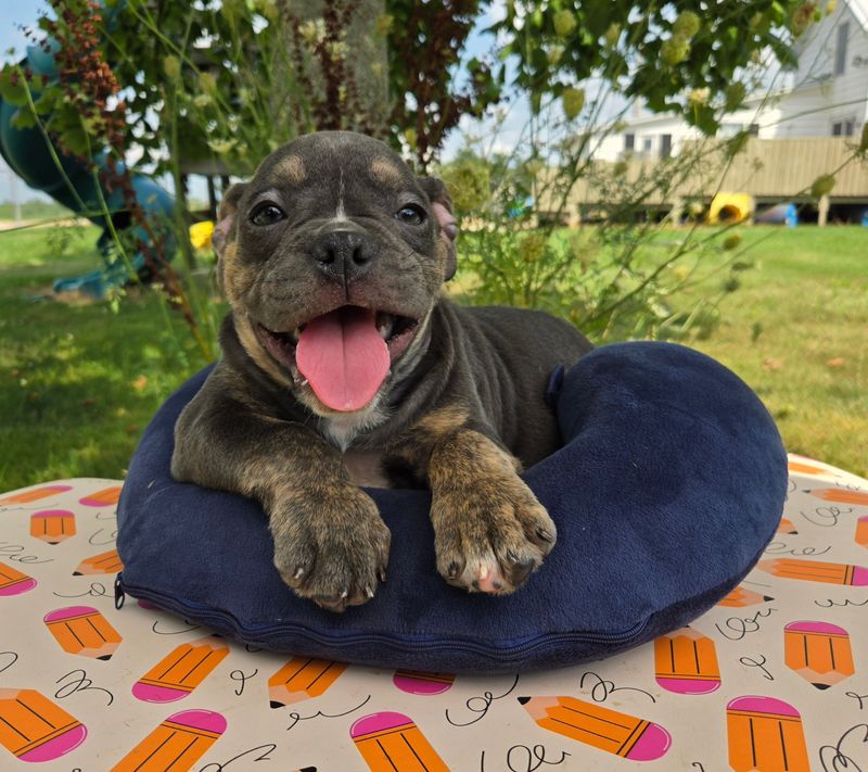 "Ryder" Olde English Bulldog Puppy, Male
