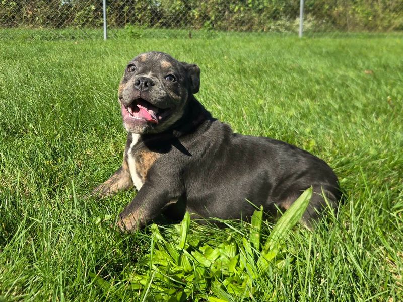 "Ryder" Olde English Bulldog Puppy, Male