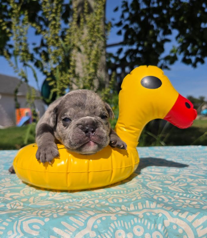 "" Olde English Bulldog Puppy, Male