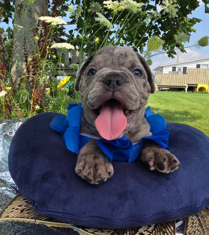"Zuma" Olde English Bulldog Puppy, Male