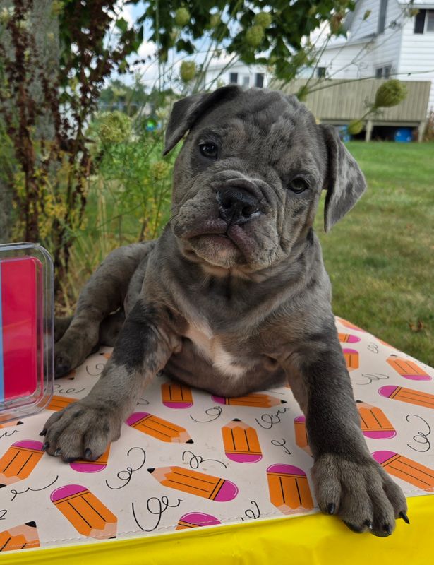 "Zuma" Olde English Bulldog Puppy, Male
