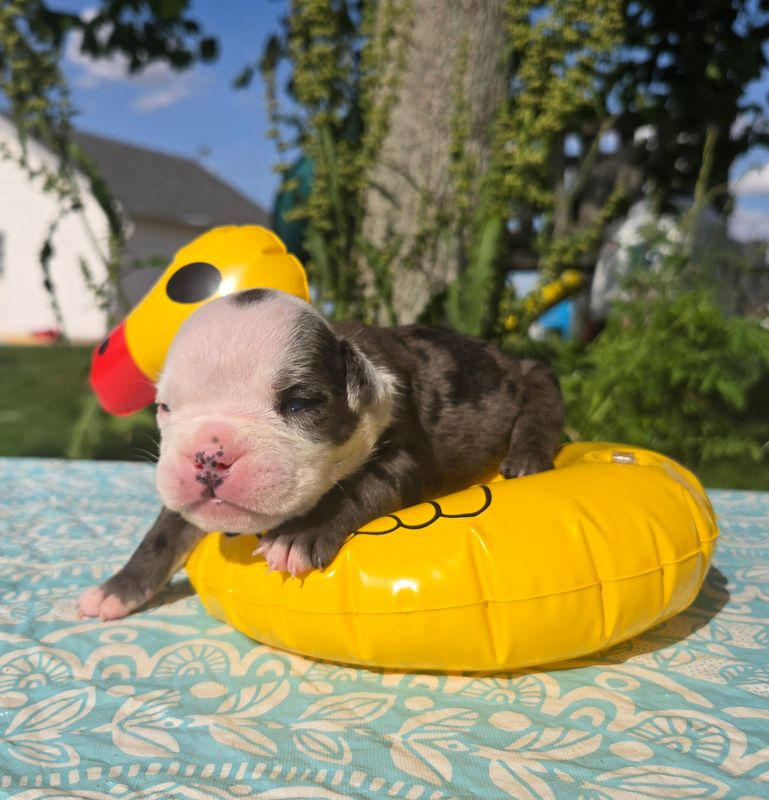 "" Olde English Bulldog Puppy, Male