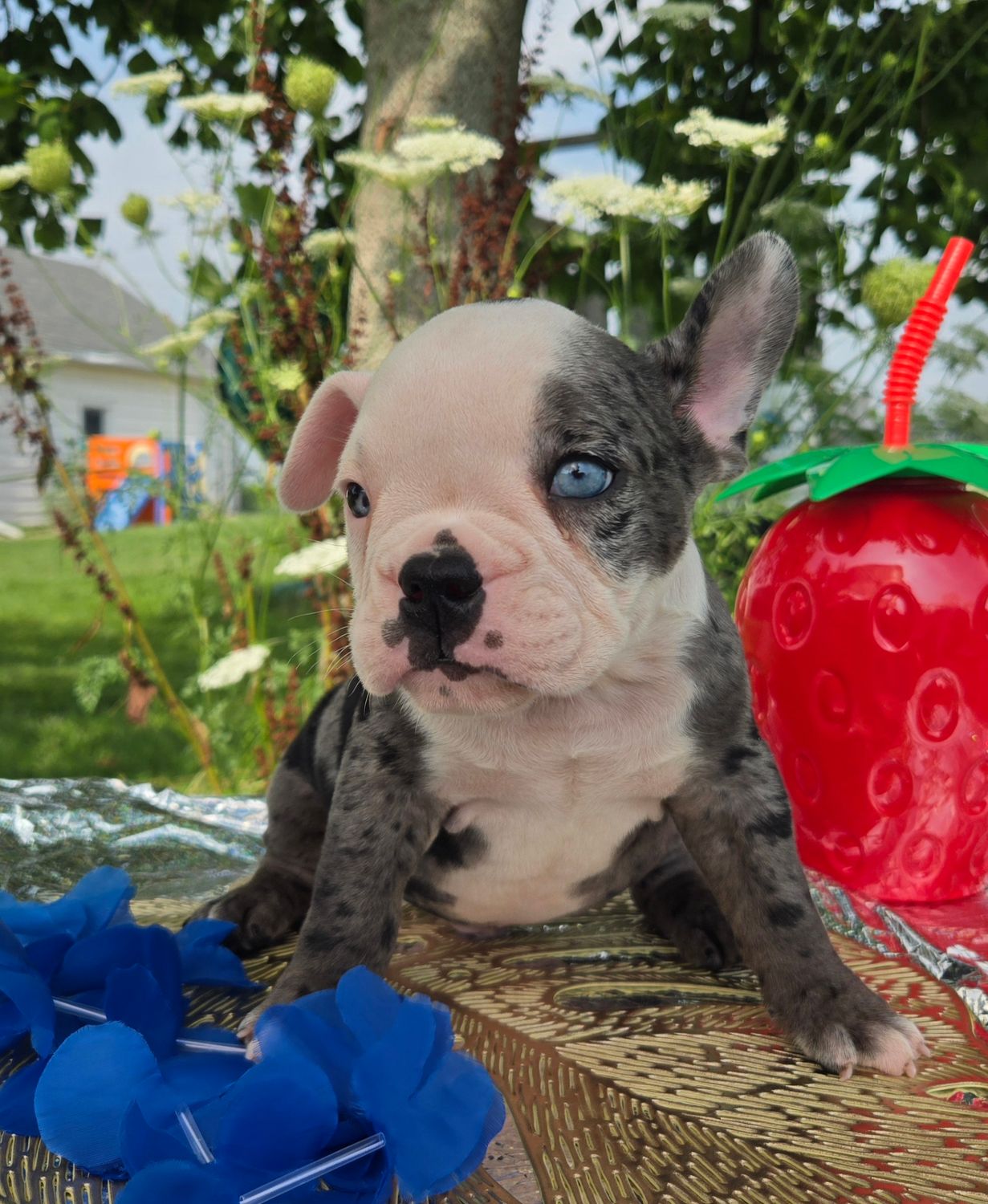 "Rocky" Olde English Bulldog Puppy, Male