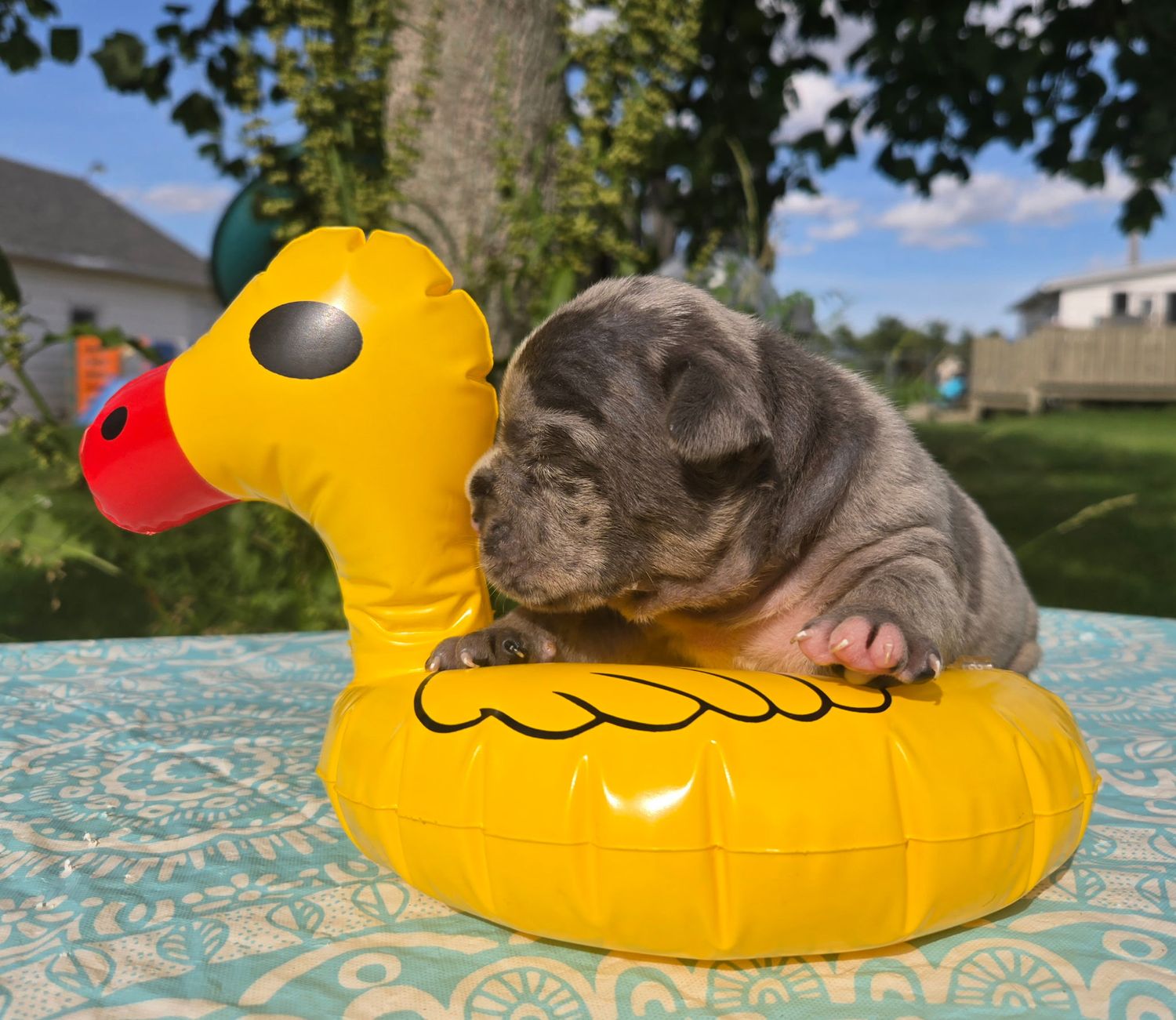 "Chase" Olde English Bulldog Puppy, Male