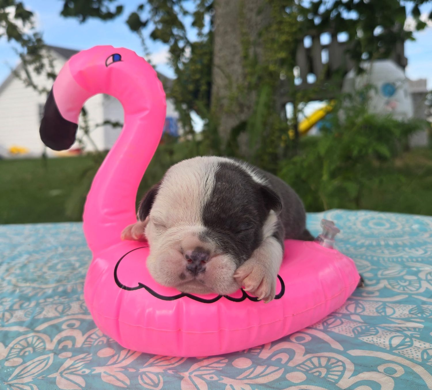 "SKYE" Olde English Bulldog Puppy, Female