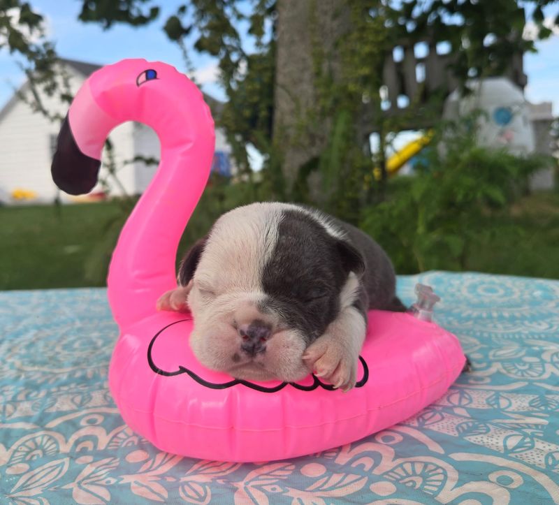 "" Olde English Bulldog Puppy, Female