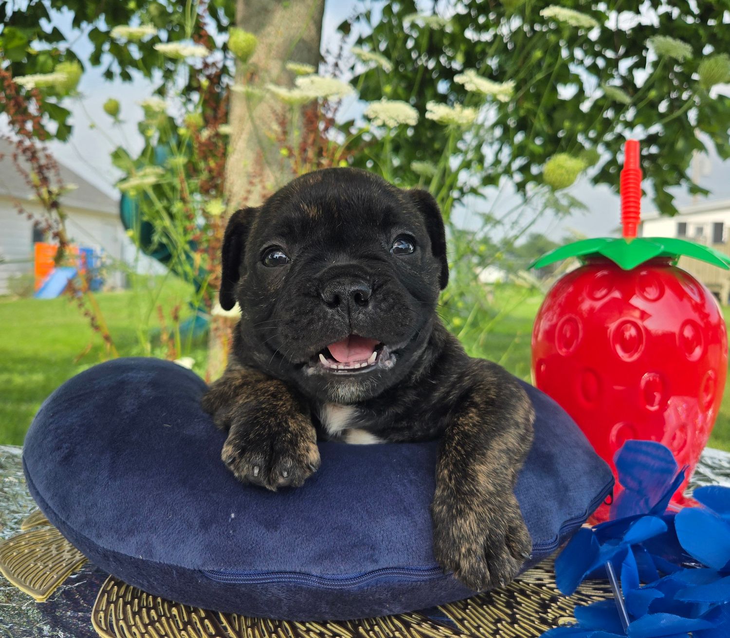 "Howard" Olde English Bulldog Puppy, Male